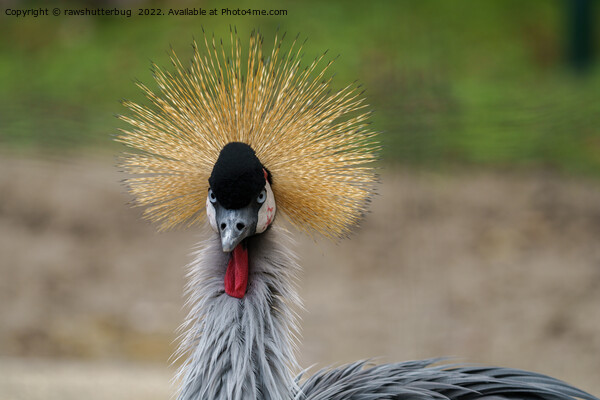Grey crowned crane Picture Board by rawshutterbug 