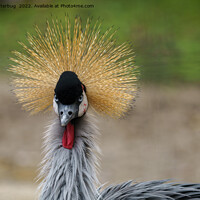 Buy canvas prints of Grey crowned crane by rawshutterbug 