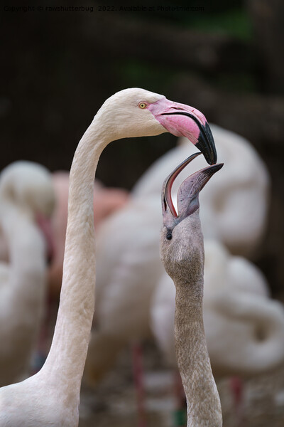 Flamingo Mother And Baby Picture Board by rawshutterbug 