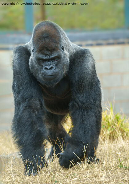 Silverback On The Move Picture Board by rawshutterbug 