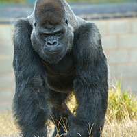 Buy canvas prints of Silverback On The Move by rawshutterbug 