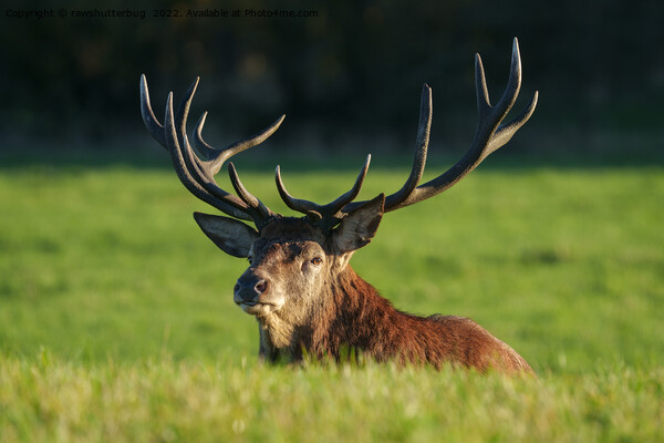 The Regal Stag in Serene Surroundings Picture Board by rawshutterbug 
