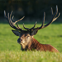 Buy canvas prints of The Regal Stag in Serene Surroundings by rawshutterbug 