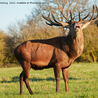 Buy canvas prints of Bellowing Red Deer Stag  by rawshutterbug 