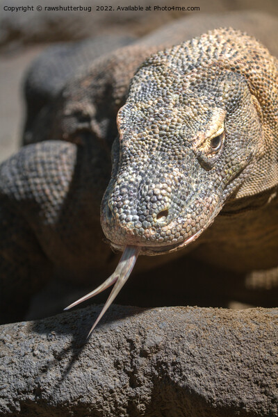 Komodo Dragon Sticking Out His Tongue Picture Board by rawshutterbug 