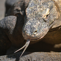 Buy canvas prints of Komodo Dragon Sticking Out His Tongue by rawshutterbug 