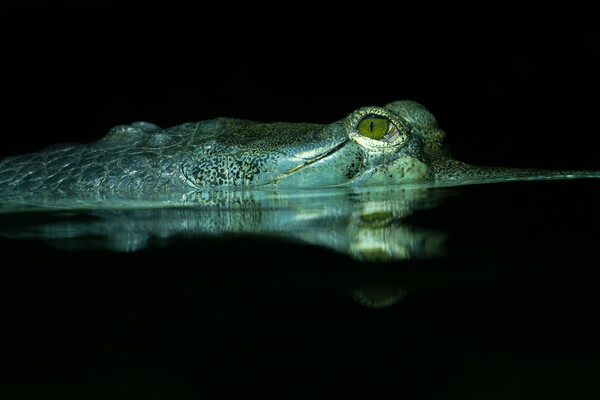 The Eye Of The Gharial Picture Board by rawshutterbug 