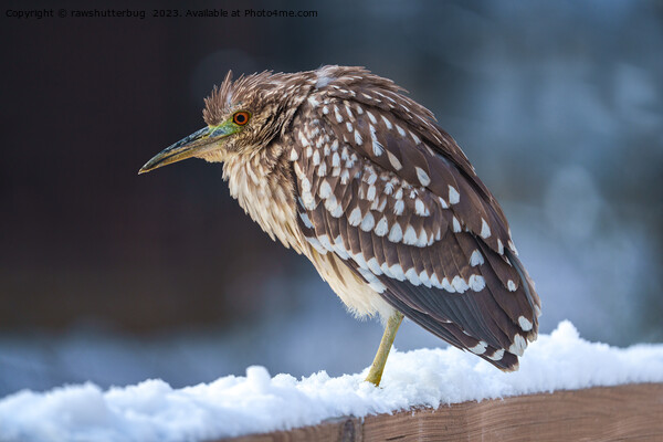Black-crowned Night-Heron In The Snow Picture Board by rawshutterbug 