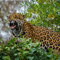 Buy canvas prints of Jaguar Growl by rawshutterbug 