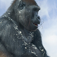 Buy canvas prints of Gorilla Getting Messy by rawshutterbug 