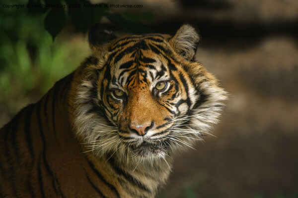 Tiger Stare Picture Board by rawshutterbug 