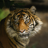 Buy canvas prints of Tiger Stare by rawshutterbug 