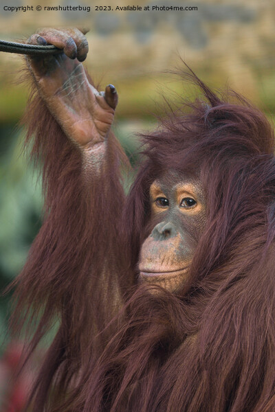 Orangutan Kayan Picture Board by rawshutterbug 