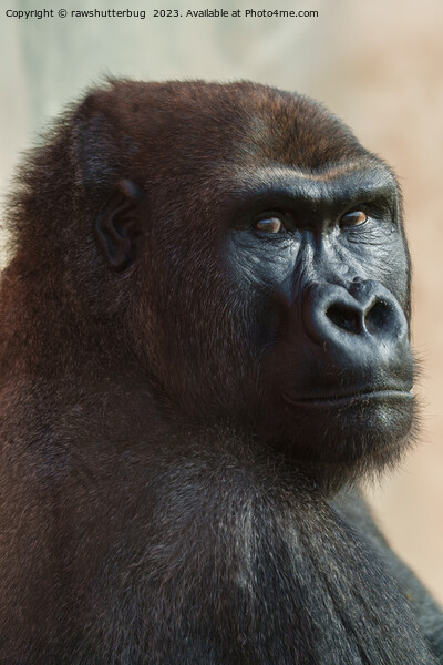 Gorilla Lope Close-up Picture Board by rawshutterbug 