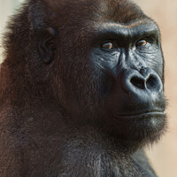 Buy canvas prints of Gorilla Lope Close-up by rawshutterbug 