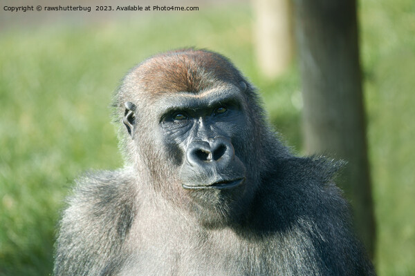 Handsome Gorilla Blackback Picture Board by rawshutterbug 