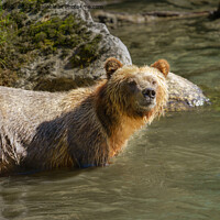 Buy canvas prints of Wild Grizzly Bear At The Orford River by rawshutterbug 