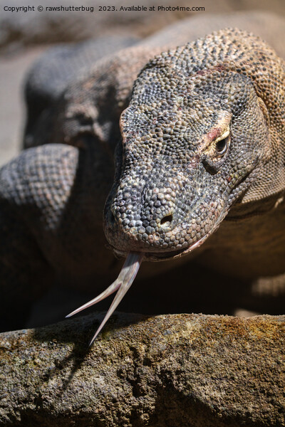  Komodo dragon showing its forked tongue Picture Board by rawshutterbug 