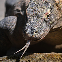 Buy canvas prints of  Komodo dragon showing its forked tongue by rawshutterbug 