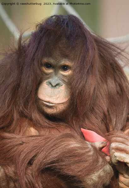 Orangutan Kayan Picture Board by rawshutterbug 
