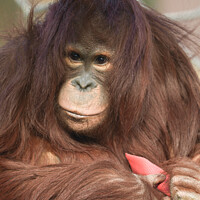 Buy canvas prints of Orangutan Kayan by rawshutterbug 