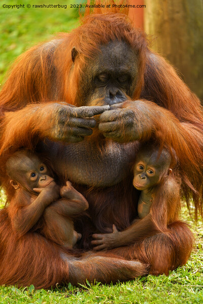 Orangutan Mother and Babies Picture Board by rawshutterbug 