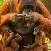 Buy canvas prints of Orangutan Mother and Babies by rawshutterbug 