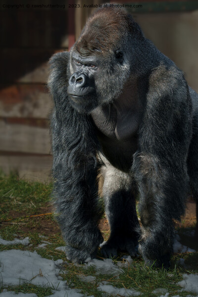 Silverback On A Cold Day Picture Board by rawshutterbug 