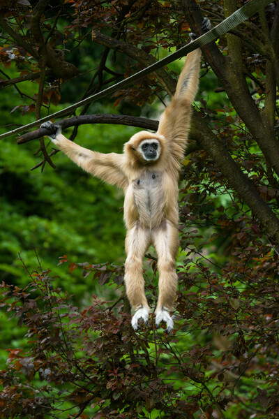 Lar Gibbon Hanging From The Tree Picture Board by rawshutterbug 