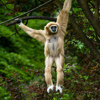 Buy canvas prints of Lar Gibbon Hanging From The Tree by rawshutterbug 