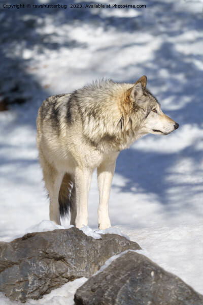 Grey Wolf In The Snow Picture Board by rawshutterbug 
