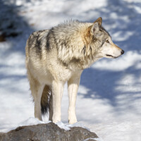 Buy canvas prints of Grey Wolf In The Snow by rawshutterbug 