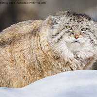 Buy canvas prints of Pallas Cat in Winter Wonderland by rawshutterbug 