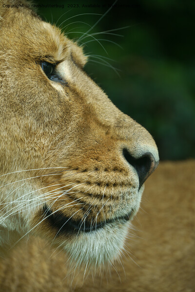 Lioness Portrait Picture Board by rawshutterbug 