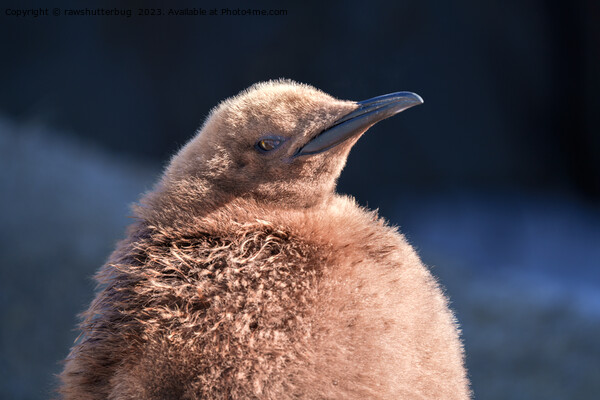 King Penguin Chick Picture Board by rawshutterbug 
