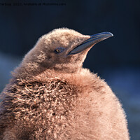 Buy canvas prints of King Penguin Chick by rawshutterbug 