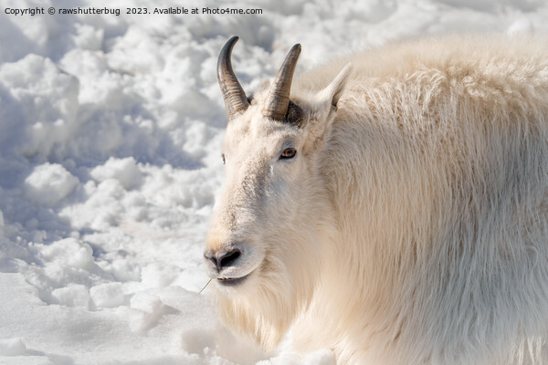 Mountain Goat In The Snow Picture Board by rawshutterbug 