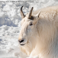 Buy canvas prints of Mountain Goat In The Snow by rawshutterbug 