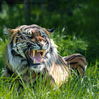 Buy canvas prints of The Fierce Roar of a Sumatran Tiger by rawshutterbug 