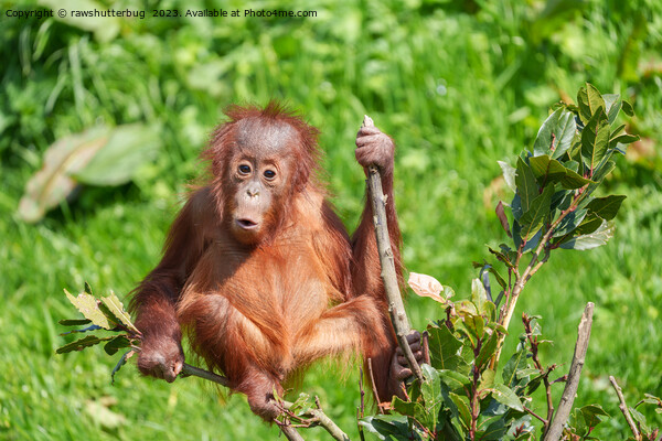 Endangered Orangutan: A Precious Climb Picture Board by rawshutterbug 
