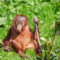 Buy canvas prints of Endangered Orangutan: A Precious Climb by rawshutterbug 