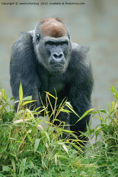 Blackback Gorilla Lope Picture Board by rawshutterbug 