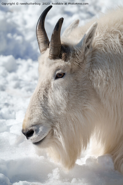  Rocky Mountain Goat Resting in Snow Picture Board by rawshutterbug 