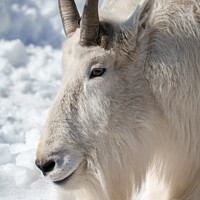 Buy canvas prints of  Rocky Mountain Goat Resting in Snow by rawshutterbug 