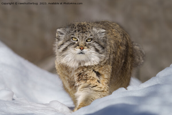 Pallas Cat in the snow Picture Board by rawshutterbug 