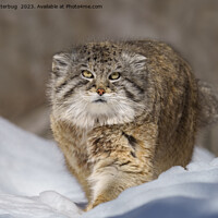 Buy canvas prints of Pallas Cat in the snow by rawshutterbug 