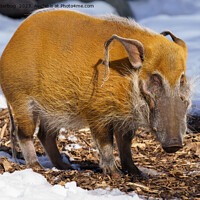 Buy canvas prints of Red River Hog In The Snow by rawshutterbug 