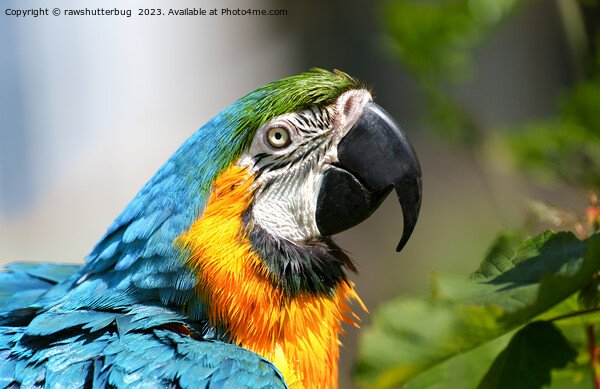 Vibrant Colourful Macaw Picture Board by rawshutterbug 