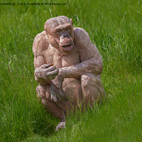 Buy canvas prints of Hairless Chimpanzee Sitting In The Grass by rawshutterbug 