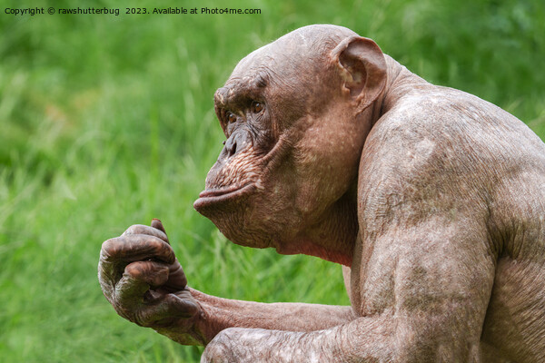 Hairless Chimpanzee Close-Up Picture Board by rawshutterbug 